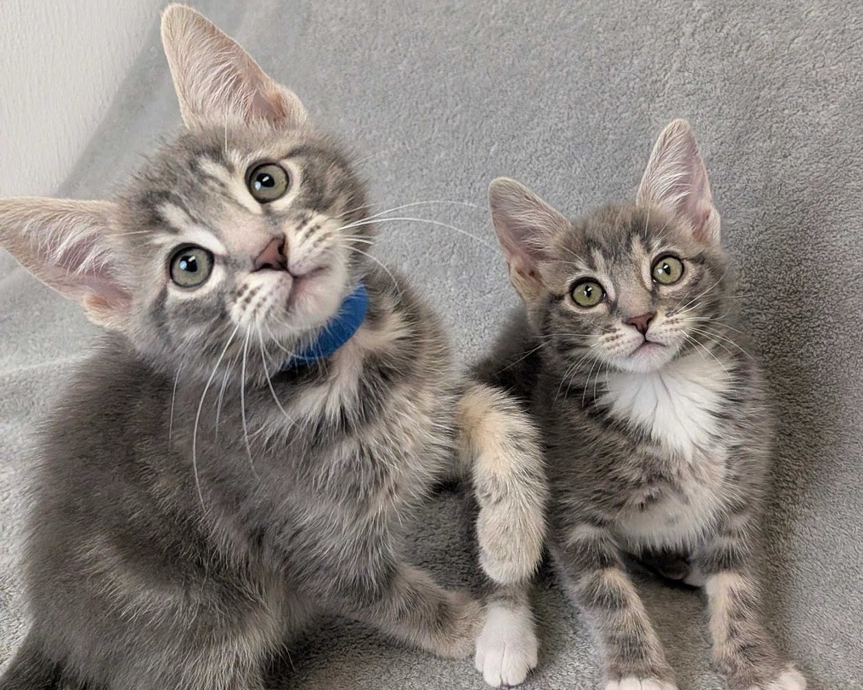 Two gray tabby kittens looking up at the camera