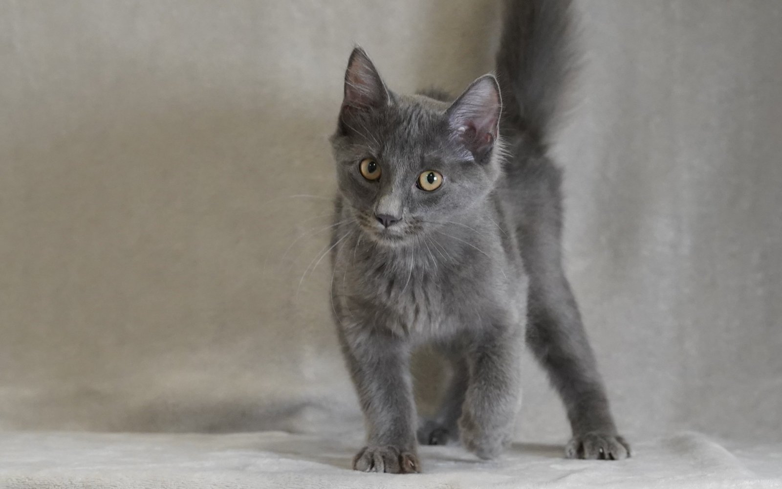 A gray kitten walking toward the camera with its tail up