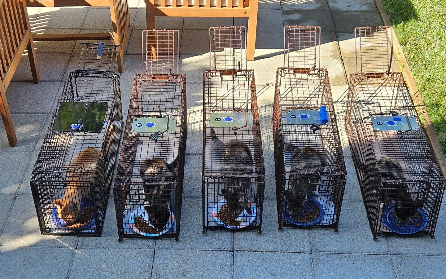 Community cats in humane traps, eating before their TNR appointment